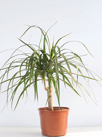 Salon Bitki Seti Dracaena Marginata(35-50cm)-Difenbahya(30-50cm)-Şamador(15-25cm)