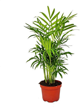 Salon Bitki Seti Dracaena Marginata(35-50cm)-Difenbahya(30-50cm)-Şamador(15-25cm)