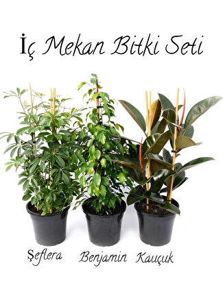 Yeşil Şeflera 2'Li Dikim 40-60cm-Yeşil Benjamin-Kauçuk 2'li Salon Ofis Çiçek Seti