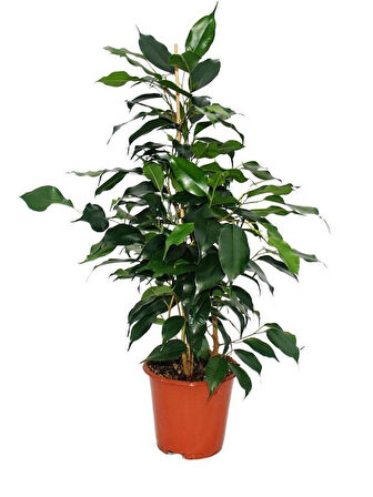 Yeşil Yapraklı Canlı Ev ofis Salon Bitkisi 40-60cm Ficus Benjamina