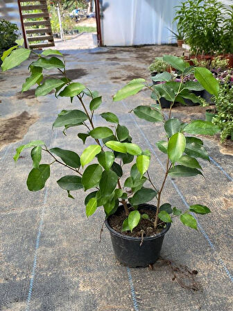 Yeşil Yapraklı Canlı Ev ofis Salon Bitkisi 40-60cm Ficus Benjamina