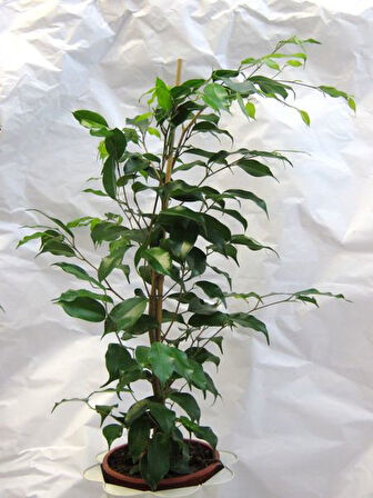 Yeşil Yapraklı Canlı Ev ofis Salon Bitkisi 40-60cm Ficus Benjamina