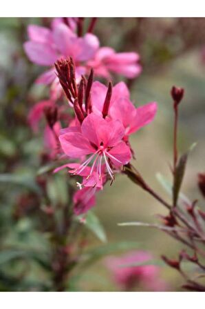 Gaura Çalı Bitkisi