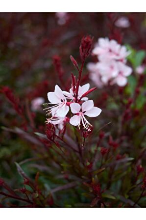 Gaura Çalı Bitkisi