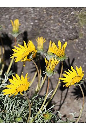 Videolu Sarı Çalı Papatyası Sarı Papatya(2040CM)1 Adet Saksılı Shasta Daisy