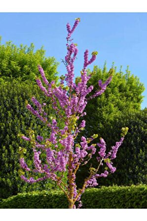 Videolu Mor Leylak Çiçeği Fidanı (50 70cm )1 Adet Tüplü Dış Mekan Bitkisi Syringa Reticulata