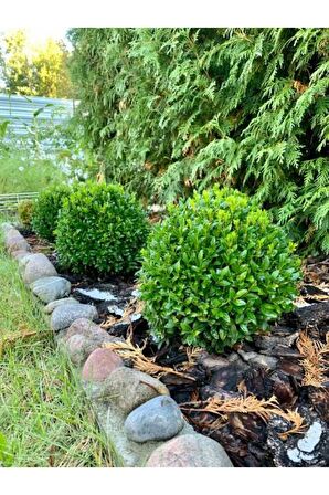 Videolu Şimsir Çalı (BUXUS MİCROPHYLLA 'FAULKNER') (30-40 CM)1 Adet Dış Mekan Bitkisi Boxwood