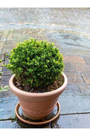 Videolu Şimsir Çalı (BUXUS MİCROPHYLLA 'FAULKNER') (30-40 CM)1 Adet Dış Mekan Bitkisi Boxwood