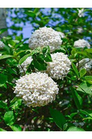 Videolu Çınar Kartopu Çiçeği Beyaz Renkli (40 60 CM)1 Adet Dış Mekan Bitkisi Viburnum Opulus