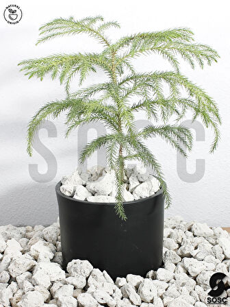 SOSC Natural Volkanik Beyaz Dekoratif Pomza Taşı, 2-4 cm, 10 Litre, Drenaj ve Toprak Nemlendirici Özellikli, Saksı Süsleme
