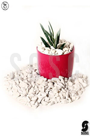 SOSC Natural Beyaz Çakıl taşı Dolomit Taşı Bahçe süsü Akvaryum taşı Dere çakıl taşı 1-2 cm 3 Kg