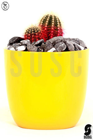 SOSC Natural Kırçılı Çakıl taşı Dolomit taşı Bahçe süsü Akvaryum taşı Dere çakıl taşı 1-2 cm1 Kg