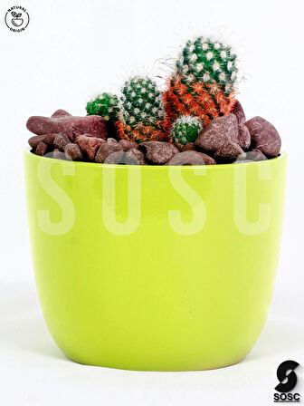 SOSC Natural Bordo Çakıl Taşı Dolomit Taşı Bahçe Süsü Akvaryum Taşı Dere Çakıl Taşı 2-3 Cm 1 Kg