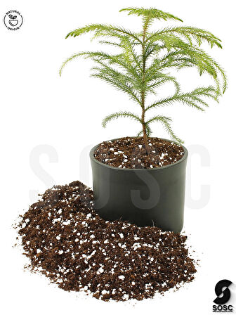 SUBSTRAT LIGHT MIX Ithal Sphangum Torfu Cocopeat Perlit Özel Karışım Saksı Harcı Çiçek Ve Bitki Toprağı 1 LT