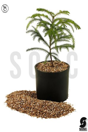 SOSC Natural Vermikülit 3 Lt