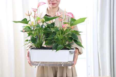 Kendi Kendini Sulayan Modern Akıllı Saksı (Büyük Boy)