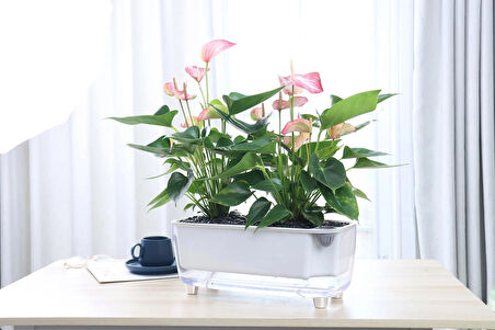 Kendi Kendini Sulayan Modern Akıllı Saksı (Büyük Boy)