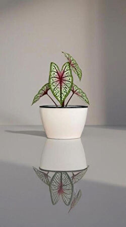 Kendinden Sulamalı Parlak Oval Akıllı Saksı (Küçük Boy)