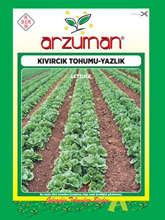 YAZLIK KIVIRCIK MARUL TOHUMU 10 GR ORT 7500 AD TOHUM