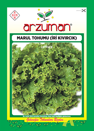 İRİ KIVIRCIK MARUL TOHUMU 10 GR ORT 7500 AD TOHUM