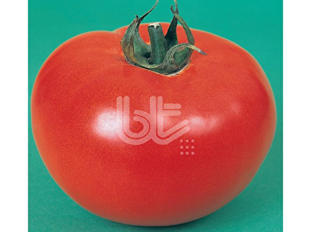 DOMATES TOHUMU 2121 25 GR ORT 10000 ADET TOHUM