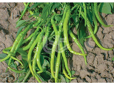 BİBER TOHUMU İNCE SİVRİ KIL TATLI (25 GR ORT 3000 ADET TOHUM)