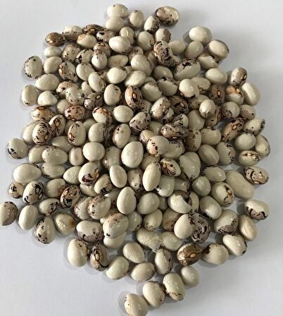 YERLİ AYŞE KADIN OTURAK FASULYE TOHUMU 500 GR (KAHVE ÇİZGİLİ BEYAZ)