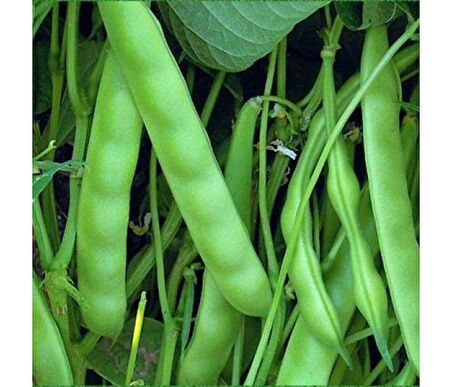 YERLİ AYŞE KADIN OTURAK FASULYE TOHUMU 500 GR (KAHVE ÇİZGİLİ BEYAZ)
