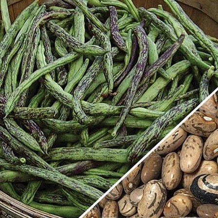 YERLİ ÇİLLİ KIZ SIRIK FASULYE TOHUMU 500 GR