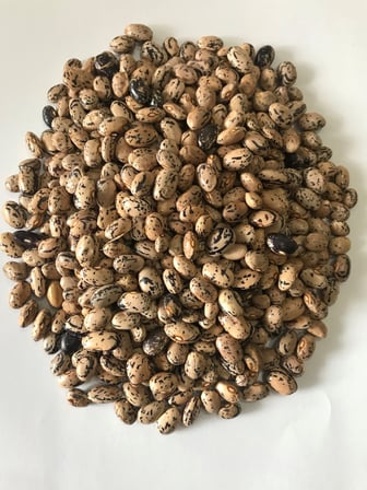 YERLİ ÇİLLİ KIZ SIRIK FASULYE TOHUMU 500 GR