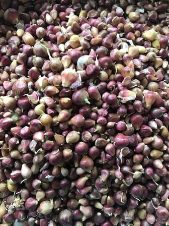 TEK DİŞ YERLİ SARIMSAK TOHUMU (ARPACIK) 500 GR TOHUM