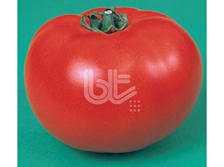 DOMATES TOHUMU ANCON 25 GR ORT 10000 ADET TOHUM