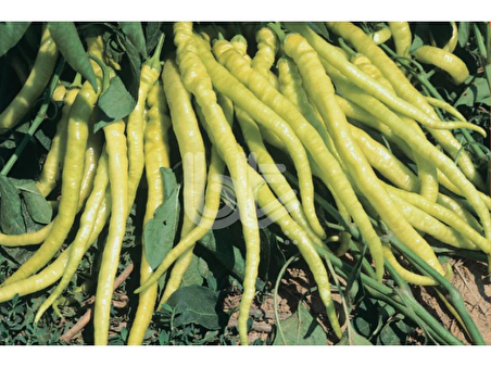 BİBER TOHUMU YALOVA ÇORBACI 12 (SARI SİVRİ) 25 GR ORT 3000 AD