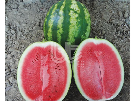 KARPUZ TOHUMU CRİMSON SWEET (25 GR ORT 250 TOHUM)