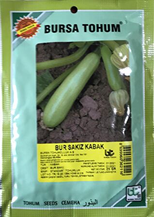 SAKIZ KABAK (KOLSUZ BEYAZ KABAK) 25 GR ORT 180 ADET TOHUM