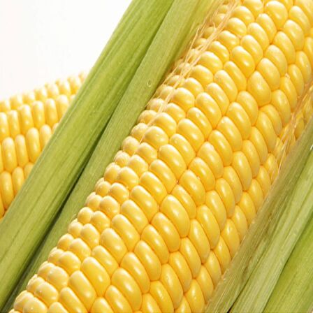 SÜT MISIR TOHUMU F1 500 GR