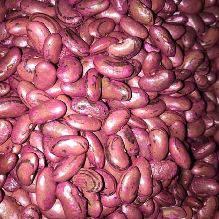 PEROLAR UZUN-ENLİ ERKENCİ FASULYE TOHUMU 100 GR (İLAÇLI)