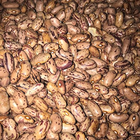  YERLİ OTURAK BARBUNYA TOHUMU 500 GR