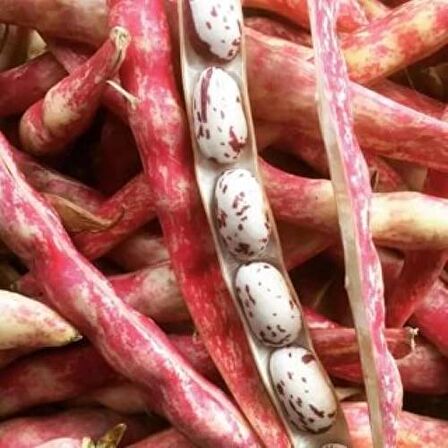  YERLİ OTURAK BARBUNYA TOHUMU 500 GR