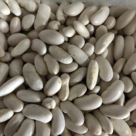  YERLİ OTURAK BEYAZ FASULYE ( HOROZ FASULYESİ ) 500 GR