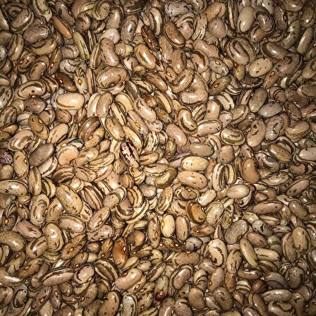 YERLİ PEROLAR UZUN-ENLİ ERKENCİ FASULYE TOHUMU 500 GR