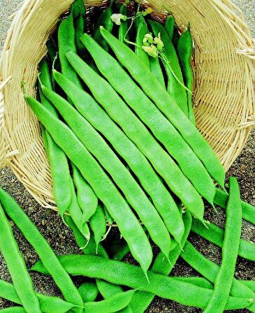 YERLİ PEROLAR UZUN-ENLİ ERKENCİ FASULYE TOHUMU 500 GR