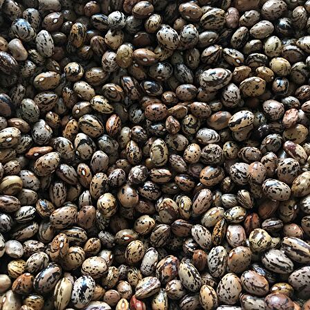 YERLİ UZUN-ENLİ SIRIK FASULYE TOHUMU 500 GR (ALACALI)