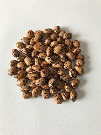 YERLİ UZUN-ENLİ SIRIK FASULYE TOHUMU 500 GR (ALACALI)