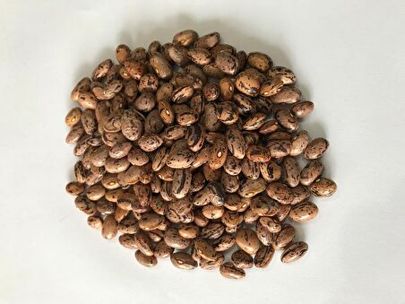 YERLİ UZUN-ENLİ SIRIK FASULYE TOHUMU 500 GR (ALACALI)