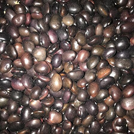 YERLİ UZUN ENLİ TURŞULUK FASULYE TOHUMU 500 GR (MOR)