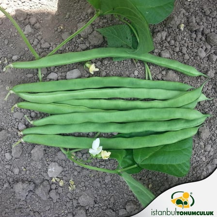 SIRIK ALMAN AYŞE FASULYE TOHUMU 500 GR (İLAÇLI)