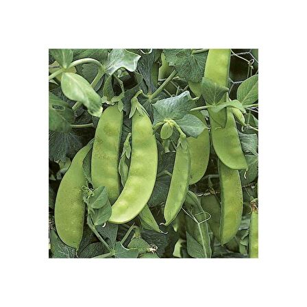 Yerli Yaprak Bezelye Tohumu 500 Gr