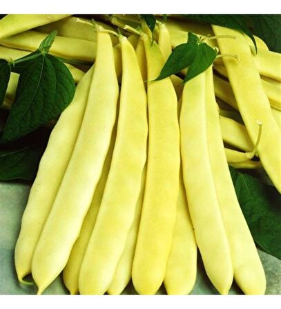 Fasulye Tohumu Erbal (Sarı Oturak Turşuluk) 50 g. (~ Takribi 150 Tohum)