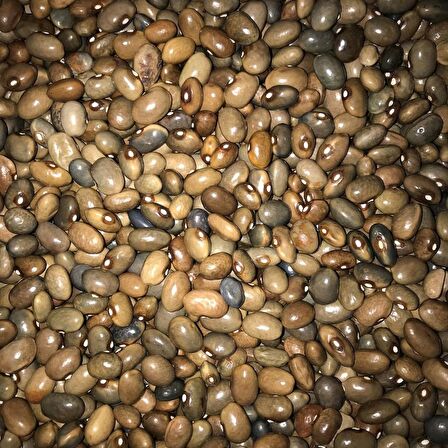 Yerli Sırık Uzun-Enli Turşuluk Fasulye 500 Gr (Boz)